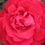 Roșu - Trandafir pentru straturi Grandiflora - Floribunda - Burning Love®